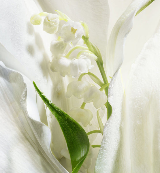 Charger l'image dans la galerie, LUCKY