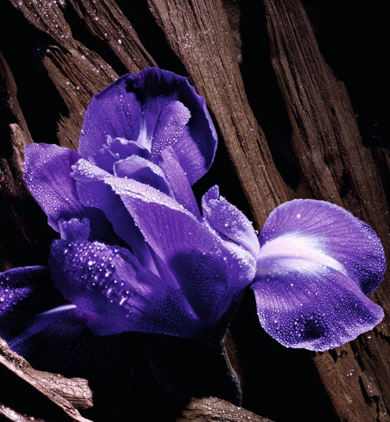 Charger l'image dans la galerie, PURPLE OUD